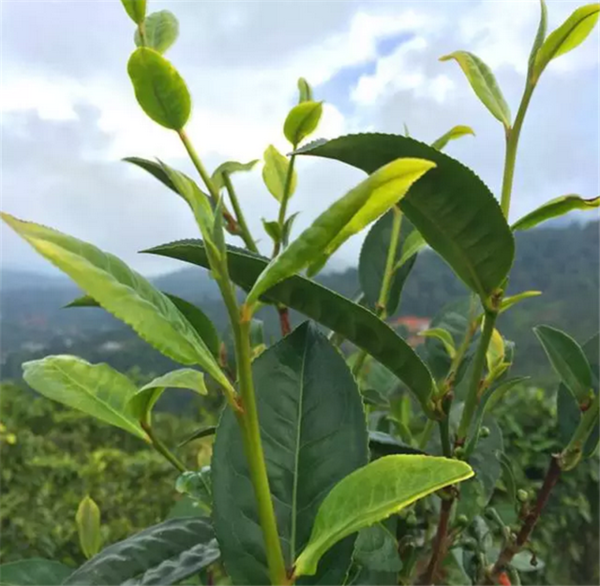 乌龙茶的品种包括哪些？(图1)